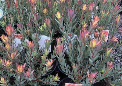 Leucadendron Red Devil 140mm