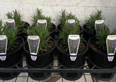 Rosemary Officianalis 140mm