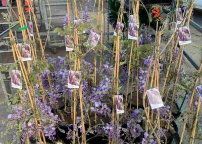 Wisteria Sinensis 250mm