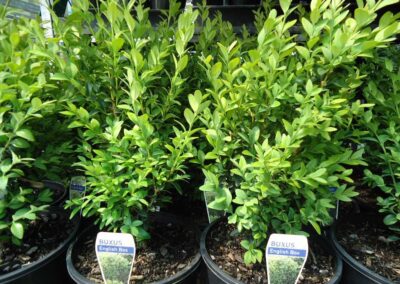 Buxus Sempervirens 200mm