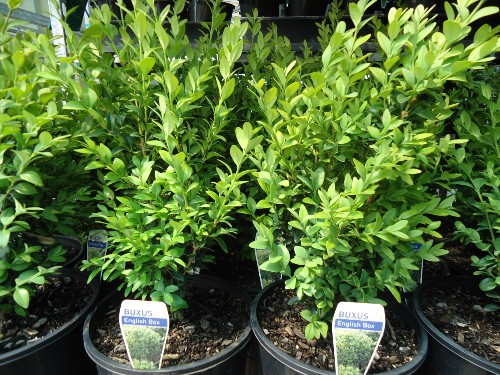 Buxus Sempervirens 200mm