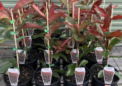 Photinia Red Robin 140mm