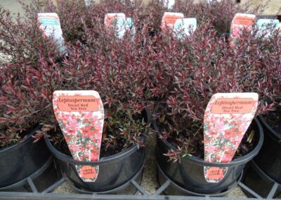 Leptospermum Nana Rubrum 140mm